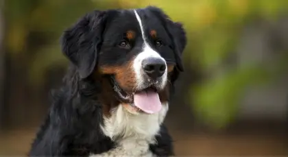 Berner Sennen Deckrüde gesucht