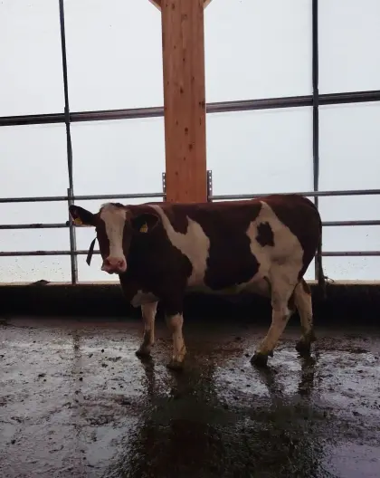 Trächtige Erstlingskuh