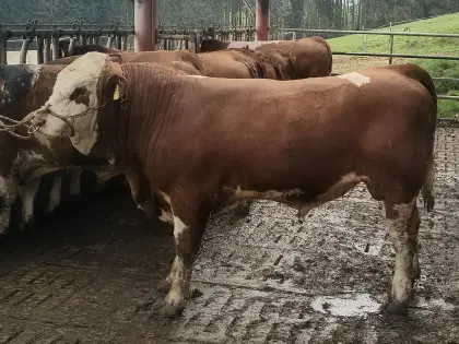 Genetisch hornloser Fleckvieh-Fleisch Stier ERIK Pp