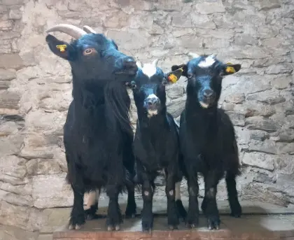 Mini-Zwergziegen, 3x weiblich, 1x männlich