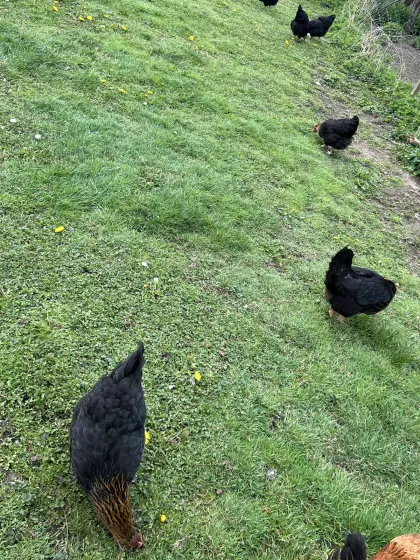 Marans-Mix Legehennen - Freilaufhaltung