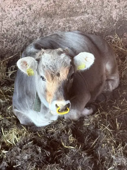 Top Tiroler Grauvieh Kalbin 13 Monate alt