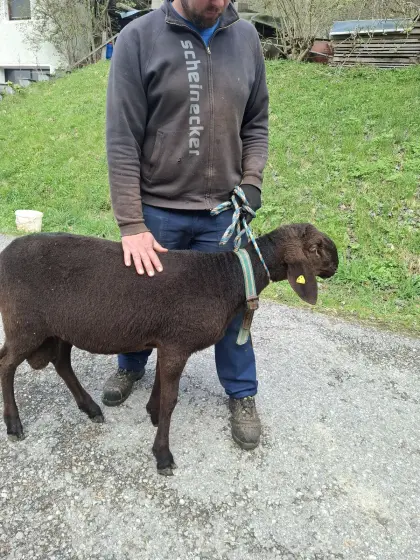 Braune Bergschaf Widder BIO