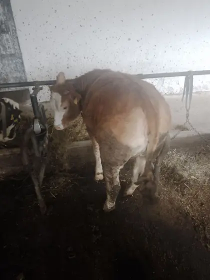 Kabinen FV/LI und FV/WBB