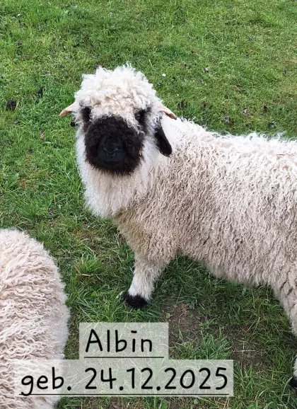 Walliser Schwarznasenlamm ml.