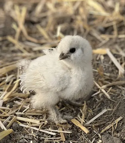 Seidenhühner Küken