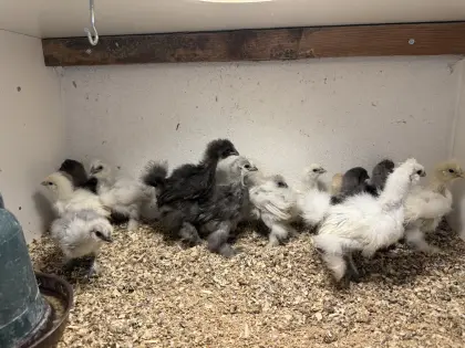 Seidenhühner, Zwerg Seidenhühner, Küken