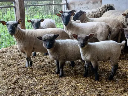 Shropshire Lämmer zu verkaufen