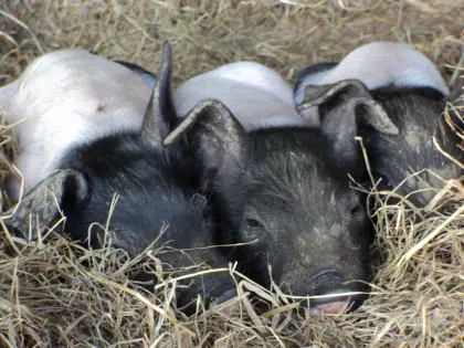 Schwäbisch-Hällische Bioschweine