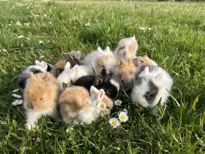 Süße Mini Löwenköpfchen und Teddyzwerge Zwergkaninchen