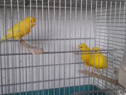 Verschenke Kanarienvögel