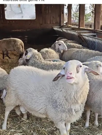 Kärntner Brillenschaf Widder