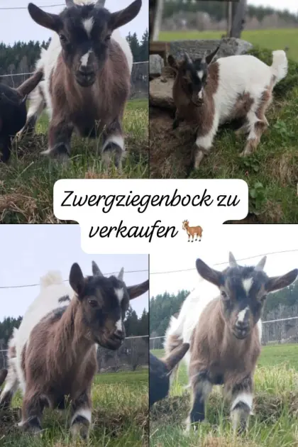 Zwergziegenbock