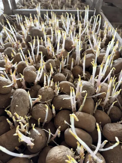 Saatkartoffel, Pflanzkartoffel