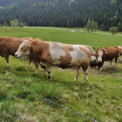 Fleckvieh-Fleisch-Stier