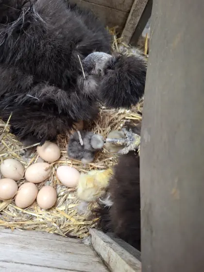 Bruteier unserer Zwergseidenhühner