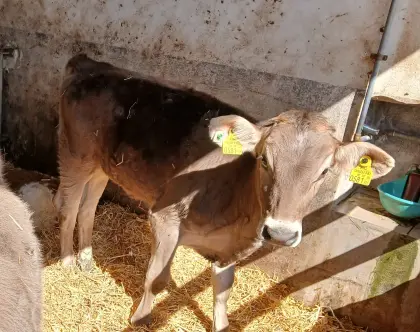 Hoch typisierte Bio Braunvieh Jungkalbinnen