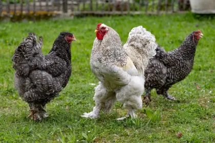 Bruteier Brahma gesperbert reinrassig