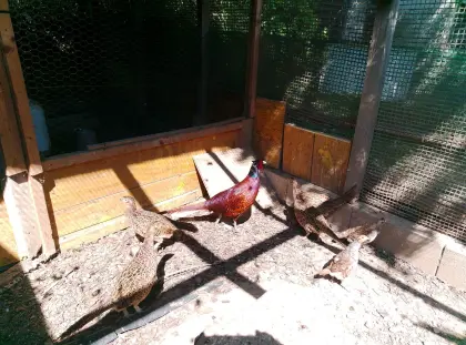 Böhmischer Jagdfasan