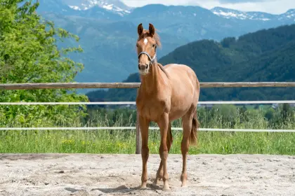 Hannoveraner Stute Vitalis Tochter