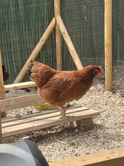 Rhode Island Henne und Hahn abzugeben