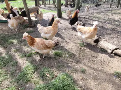 Sulmtaler Junghennen