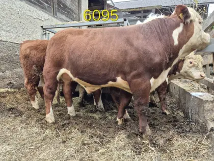 Hereford-Zuchtstier Bio zu verkaufen