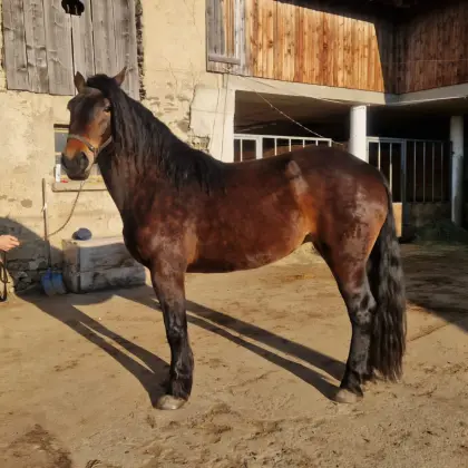 Dunkelbraune vierjährige Norikerstute