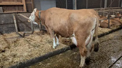 Fleckvieh Kuh in Milch