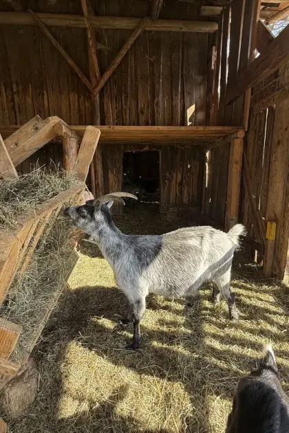 Blobe Ziegen und Böcke