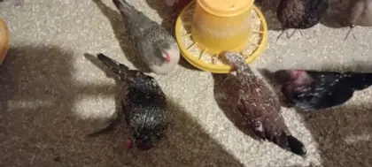 Steinpiperl Junghennen