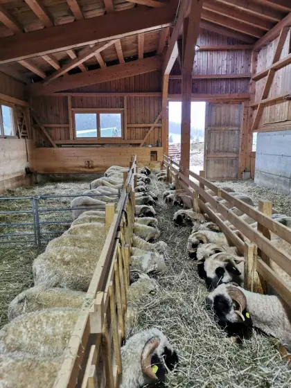 Verkaufe Walliser Schwarznasen