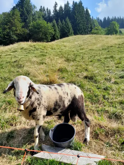 Bergschaf x Jura Widder