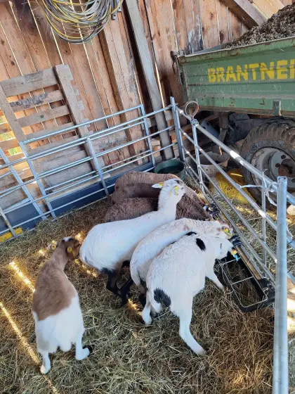 Kamerunschafe abzugeben