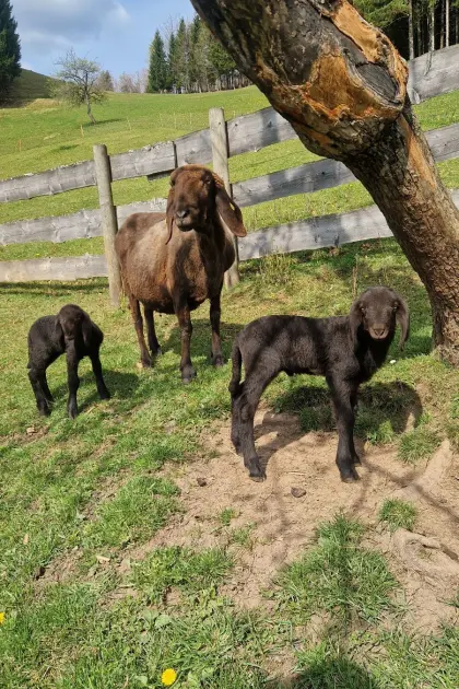 Braunes Bergschaf mit Zwillingslämmern