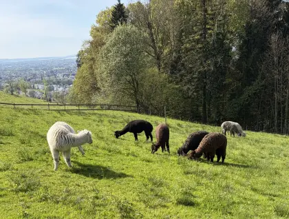 Alpakas zu verkaufen