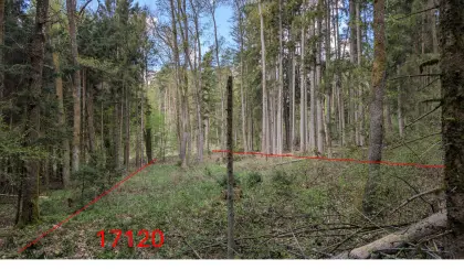 Wald in Oberwart zu verkaufen