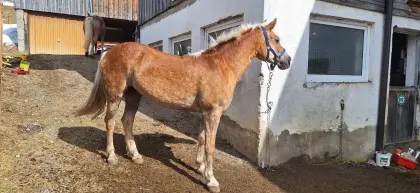 2 Haflinger Stuten