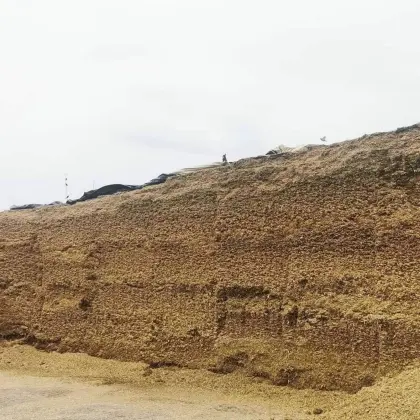 Maissilage für Biogasanlage