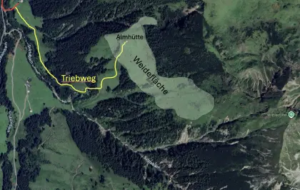 Suche Jungvieh für Alm in Fieberbrunn