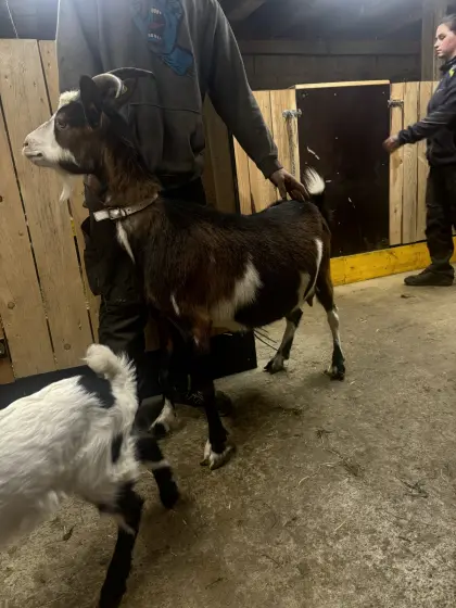 Tauernscheckenziege mit nicht Hb fähigen Kitz