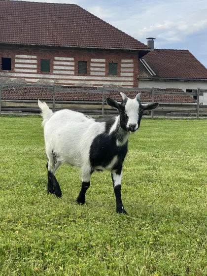 Zwergziegenbock „Max“ und Zwergziege „Biene“