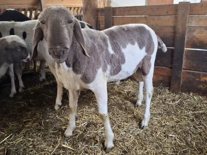 Widder zu verkaufen (3-jährig)
