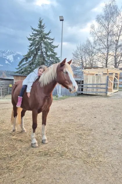 Welshpony Reitpony 140 cm