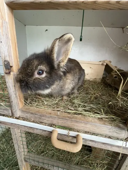 Löwenkopfkanninchen