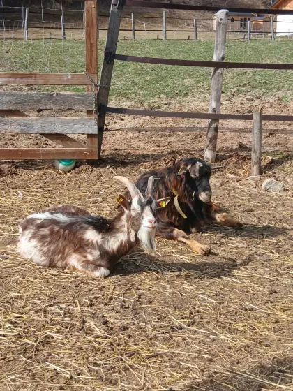 Zu verkaufen: diverse Böcke und 1 Geiß (schwarz, weiß)