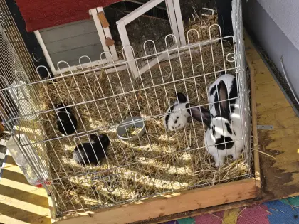 Reinrassige Deutsche Riesenschecken