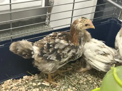 Sulmtalerhahn ca. 4 Wochen