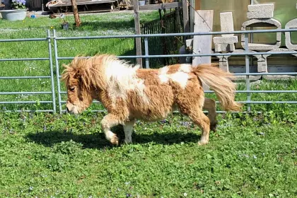Minishetland-Goldprämien-Stutjährling