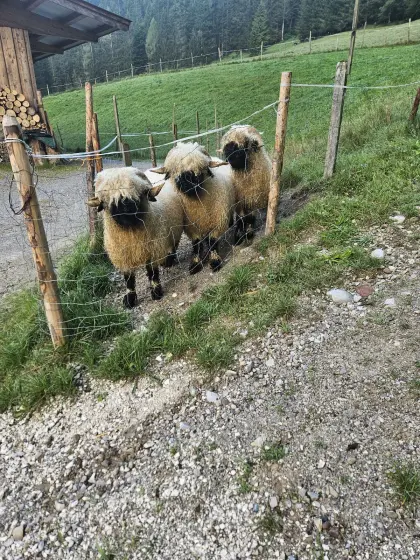 Walliser Schwarznasenschafe